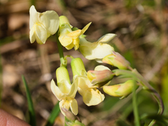 Lathyrus pannonicus collinus