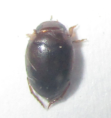 Dytiscoidea