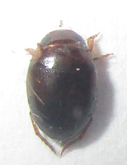 Dytiscoidea