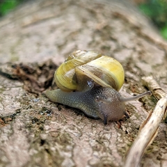 Cepaea