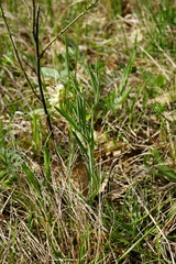 Lathyrus pannonicus collinus