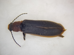 Denticollis linearis