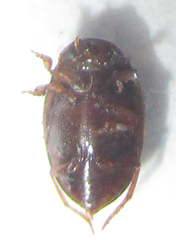 Dytiscoidea