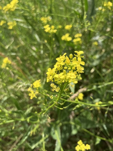 Warty-cabbage