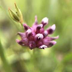 Trifolium depauperatum