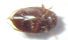 Dytiscoidea