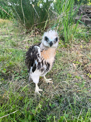 Red-tailed Hawk photographed in Ohio