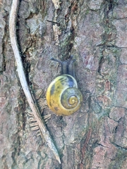 Cepaea