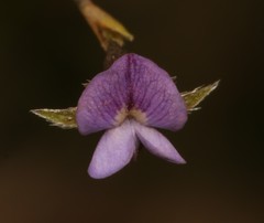 Psoralea cataracta