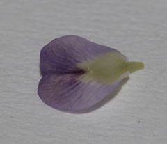 Psoralea cataracta