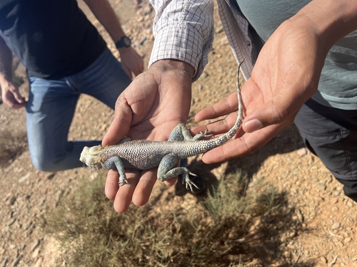 Bibron's Agama