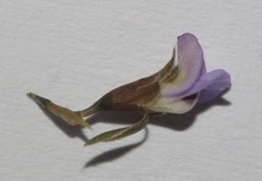 Psoralea cataracta
