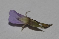 Psoralea cataracta