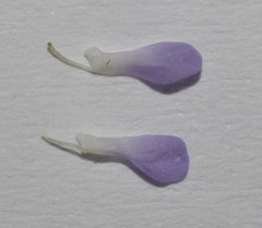 Psoralea cataracta