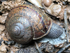 Helminthoglypta cypreophila