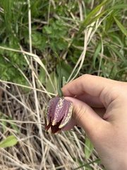 Fritillaria maximowiczii, photograph (c) Jane Charlen, some rights reserved (CC BY)