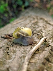 Cepaea