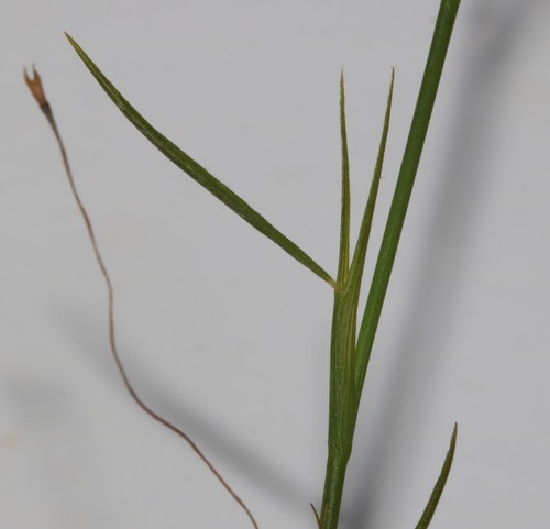 Image of Psoralea cataracta by (c) Brian du Preez, some rights reserved (CC BY-SA)