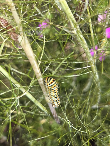 Old World Swallowtail