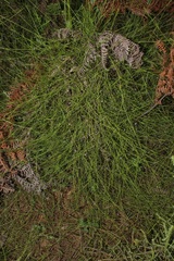 Psoralea cataracta