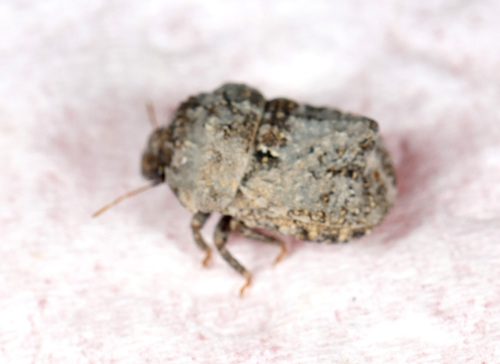 Periphymopsis lethierryi