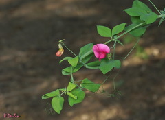 Lathyrus rotundifolius