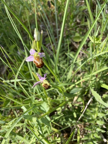 Bee Orchid