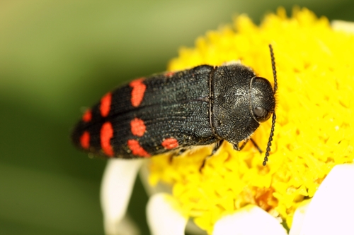Acmaeodera pulchra