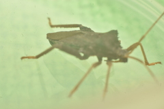 Camptischium