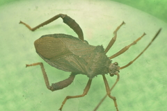 Camptischium