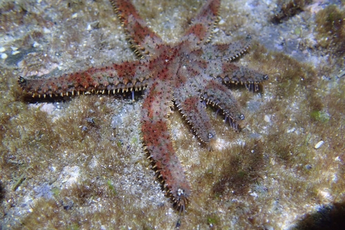 Coscinasterias acutispina observed 2026-05-19