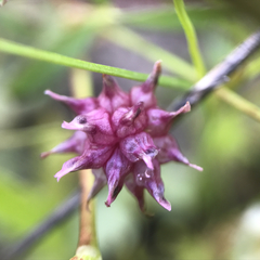 Trifolium depauperatum
