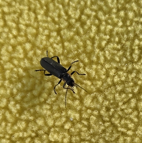 Cantharis obscura