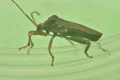 Camptischium