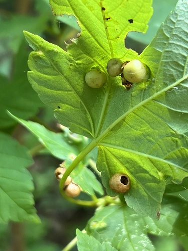 Maple gall wasp