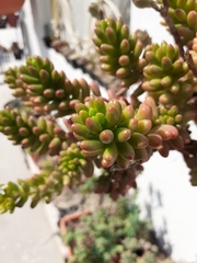 Sedum × rubrotinctum