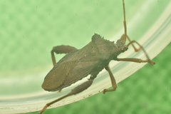 Camptischium