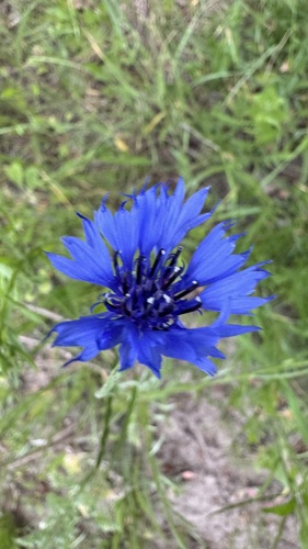 Cornflower