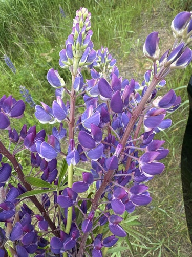 Large-leaved lupine