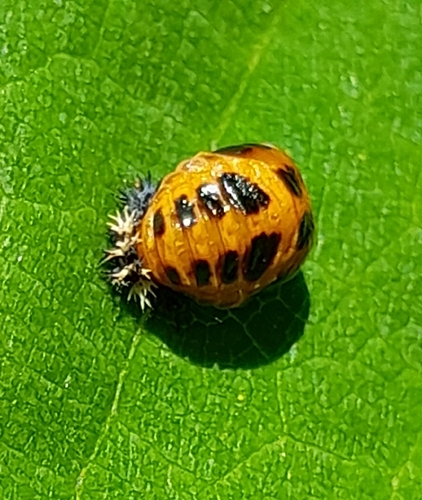 Asian Lady Beetle