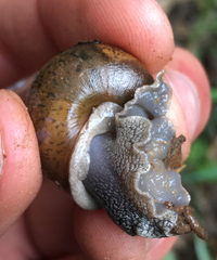 Helminthoglypta cypreophila