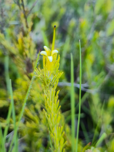 Adenanthos terminalis (Adenanthos terminalis)