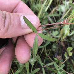 Trifolium depauperatum