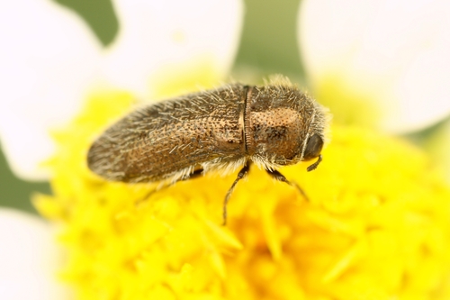 Acmaeoderella trifoveolata