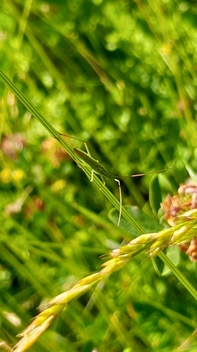 Megaloceroea recticornis