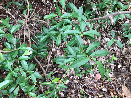 Celastrus hindsii, photograph 3