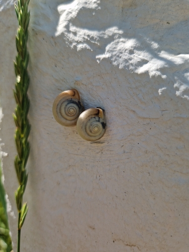 Carthusian Nun Snail