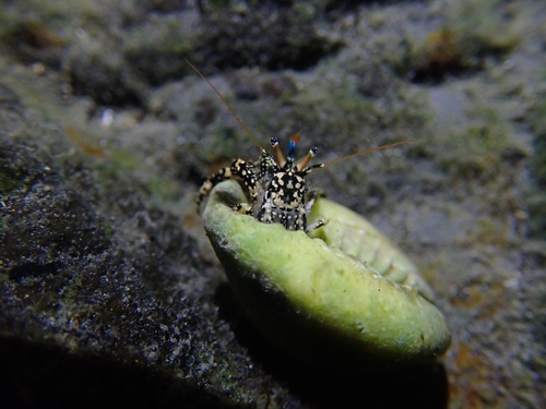 Clibanarius cruentatus observed 2026-05-26