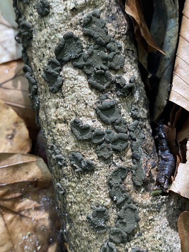 Hypoxylon cercidicola observed 2026-06-07