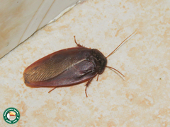 Ergaula capensis